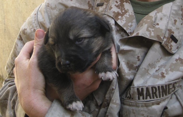 Wartime tail: Nonprofit reunites soldiers with dogs
