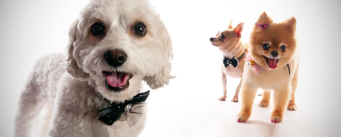 Every day is ‘Love your pet day’ at Grooming by Em