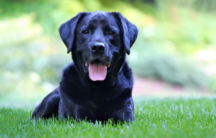 Veteran: ‘He’s a good companion who has my back’