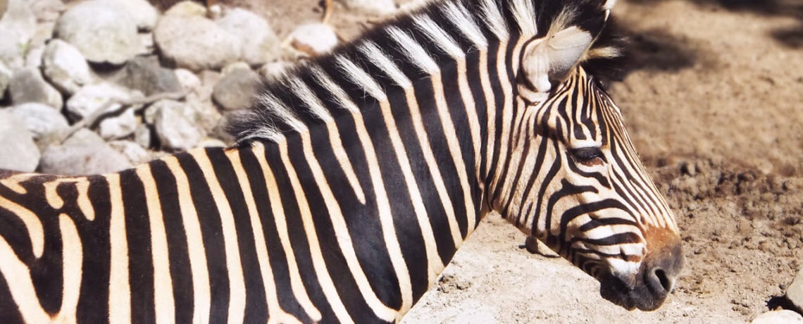 Oh my! Lions, tigers, and learning at the Milwaukee County Zoo