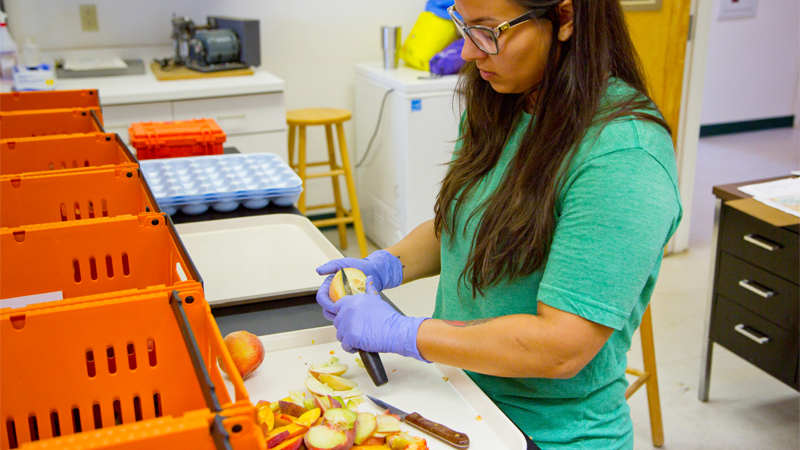 As disease spreads, researchers hope to give peaches a chance