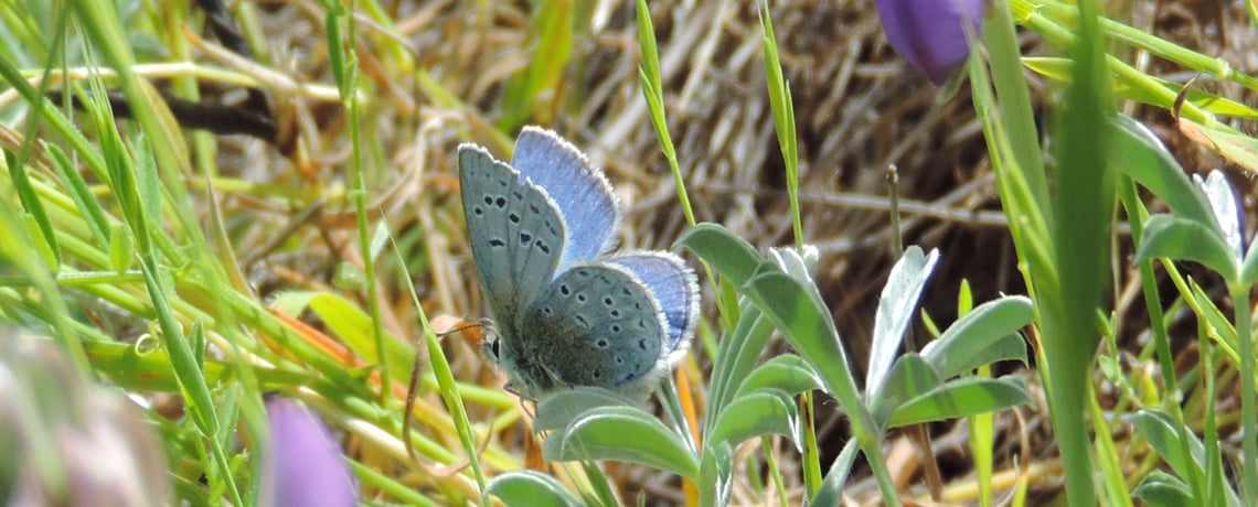 Keeping a butterfly’s habitat beautiful