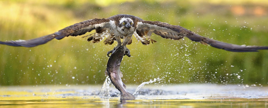 Have fish, will nest: Ospreys like Wells Fargo perch in Iowa