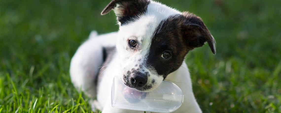 Puppies square off at the big bowl game