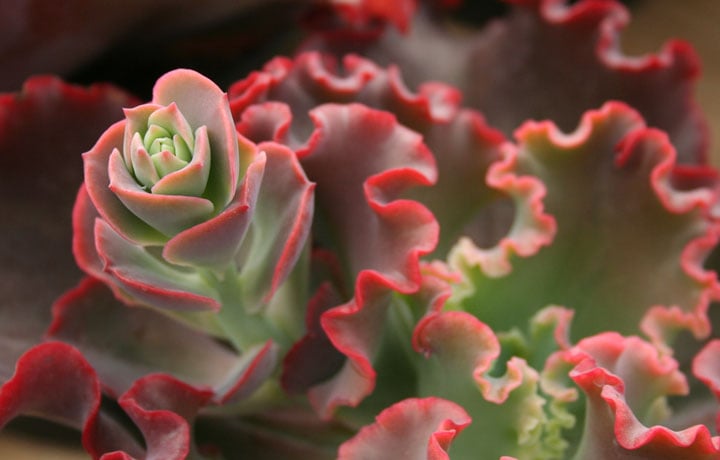 A windowsill hobby becomes big business