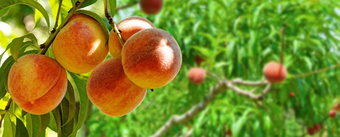 Suh-weeet! Time was ripe for peach farm to grow its business