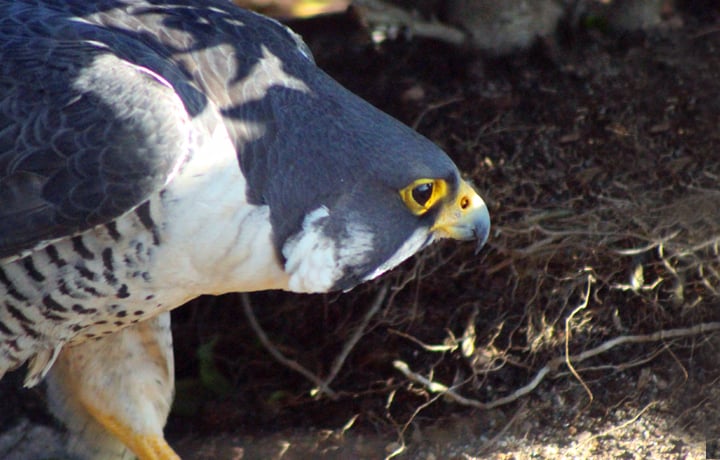 Peregrine falcons make their home above Charlotte