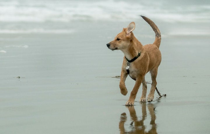 Wartime tail, part 2: Finding U.S. homes for orphaned dogs