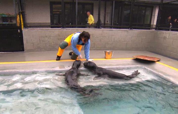 When patients are sea lions and seals